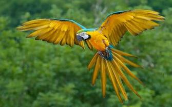 Wallpaper Macaw Bird