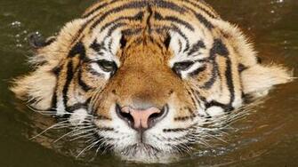 Wallpaper Tiger Face Swim Striped Full HD 1080p