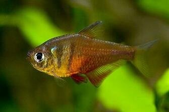 Freshwater Fish Wallpaper HD In Animals Imageci