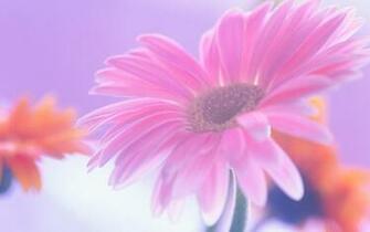 Pink Daisy Wallpaper Background