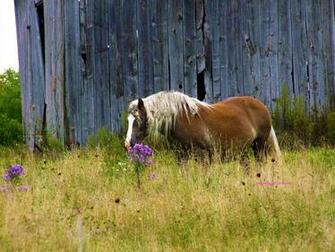 Horse Image