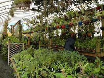 Old Greenhouse Wallpaper