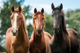 Horses Horse Wallpaper HD