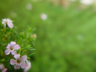 Description Small Flowers Bottom Left Light Green Background Jpg