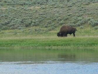 Grazing American Bison Wallpaper
