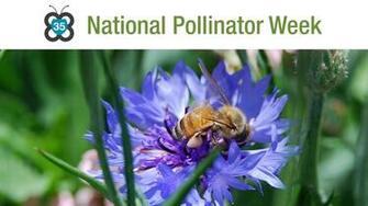 Syngenta Hits The Road To Commemorate National Pollinator Week