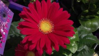 Big Red Flower Wallpaper