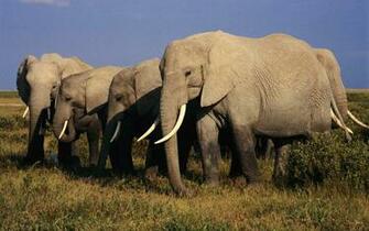 Elephant Computer Wallpaper Desktop Background Id