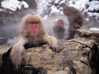 Japanese Macaque Wallpaper X Net