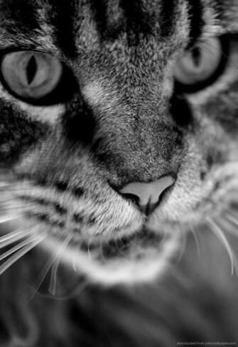 Wallpaper Pictures Photos Funny Gif Angry Cat