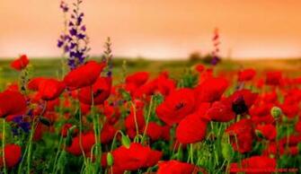 Wallpaper HD Widescreen High Quality Desktop Flower Zoom