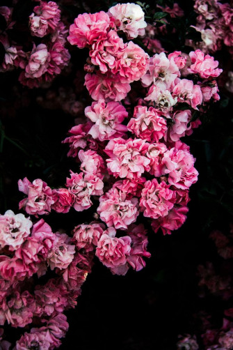 F69f4363d5574c8fa518dd07b74880e4 Wallpaper