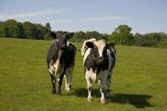 Holstein Dairy Cows Wikipedia Encyclopedia