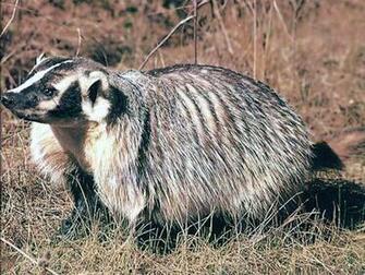 Badgers Wallpaper Background