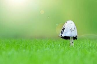 Mushroom On Grass 1920x1080p HD Nature Wallpaper