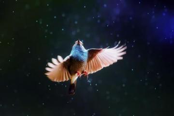 Ptica Macro Animals Flying Bird Rain Beautiful Life