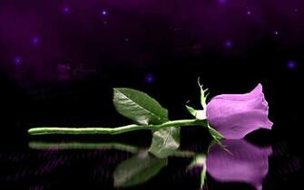 Purple Rose Wallpaper Colors