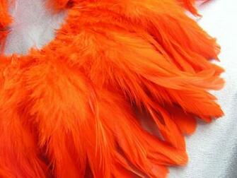 Bright Orange Feathers Hq Wallpaper