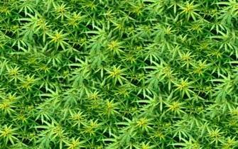 Weed Live Wallpaper Android Apps On Google Play