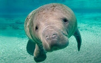Animal Manatee Wallpaper