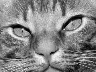 Cat Eyes Wallpaper