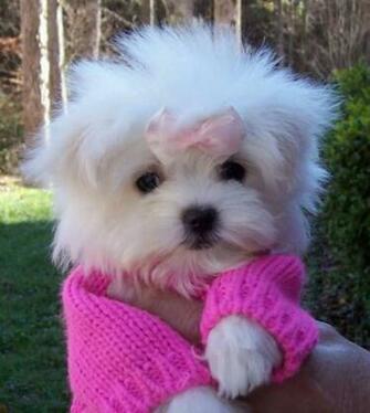Teacup Puppies Best Animals