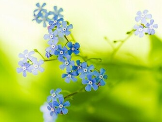Beautiful Flower Wallpaper