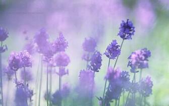 Beautiful Wallpaper For Desktop Purple Flowers HD