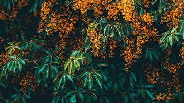 I Use This Plant Like My Wallpaper But Can T Recognize What S