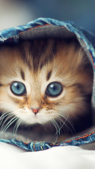 Cat iPhone Wallpaper