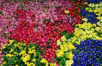 Primrose Flowers Bright Colorful Many Stock Photos Image