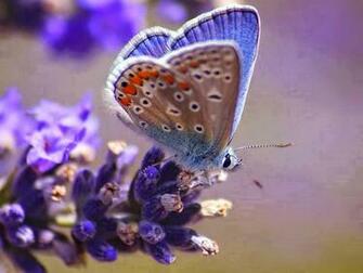 Cute Butterflies Pictures Beautiful