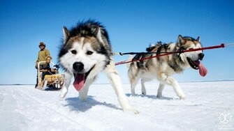 Alaskan Malamute HD Wallpaper Desktop