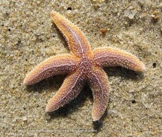Beautiful Wallpaper Star Fish