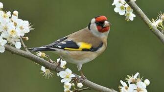 Birds Wallpaper With A Bird Sitting On Branch HD Background