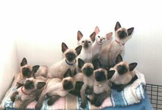 Siamese Cat Computer Wallpaper Desktop Background Id