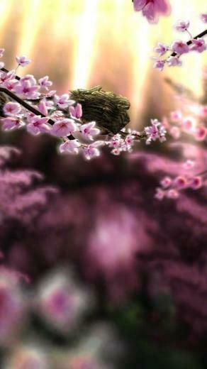 3d Live Wallpaper For Android Spring Zen