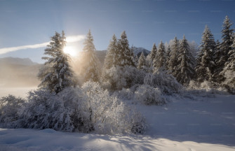 The Sun Is Shining Through Trees In Snow Photo Nature