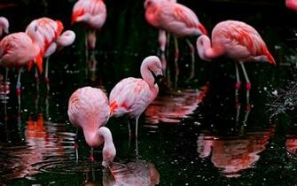 Flamingos Wallpaper