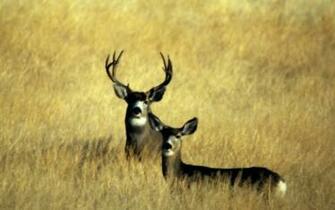 Deer Hunting Wallpaper