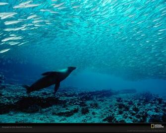 Famous National Geographic HD Wallpaper Part Unique