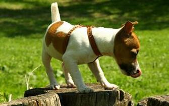 Jack Russell Terrier HD Wallpaper Background