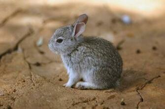 Baby Rabbit Pictures Gallery Freaking News