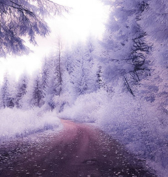 Lavender Road Beautiful Nature Winter Scenery Aesthetic