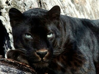 Black Panther Background Pictures HD Wallpaper