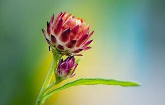 Wallpaper Macro Background Leaf Buds Fleur Walton Image For