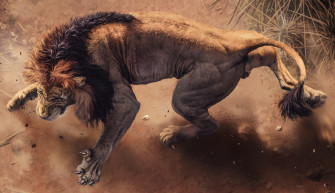 Angry Lion HD Animals 4k Wallpaper Image Photos And