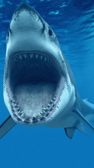 Great White Shark iPhone Wallpaper