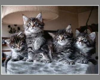 Brothers Sisters Wallpaper