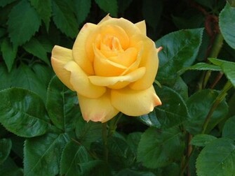 Rose Flower Green Pink Red Yellow